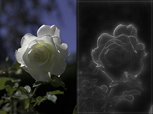 An image of a flower (left) with a corresponding energy map based off semantic features and edge weights (right).